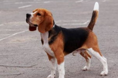 比格犬,忠诚与活力的完美结合