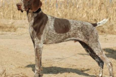波音达犬,忠诚猎犬的起源、特征与养护指南