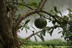 西瓜树,热带雨林中的炮弹果之谜